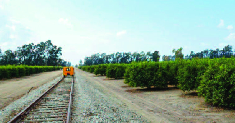 Running through the fragrant orange groves on the F&W